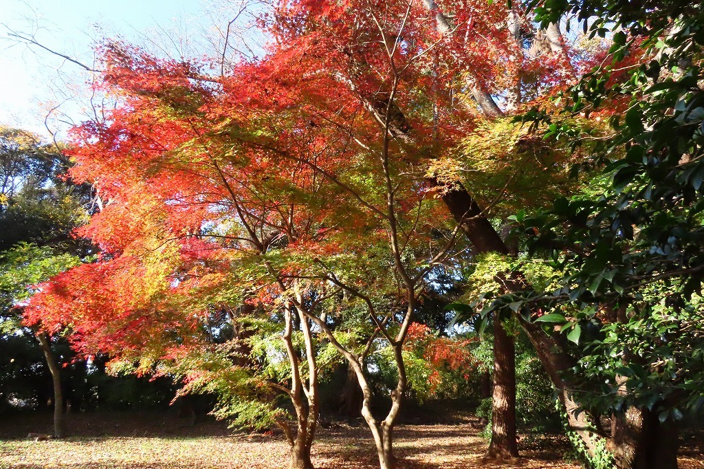 いつもの公園の紅葉を_b0236251_21052520.jpg