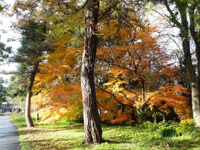 境内のモミジの紅葉　2023.12.1_c0153880_20522962.jpg