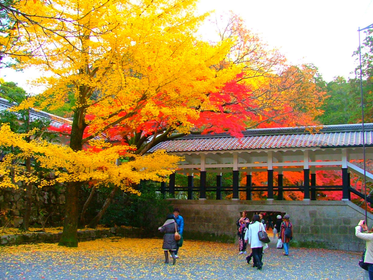 あちこちの紅葉　2010年　②_a0003356_08494631.jpg