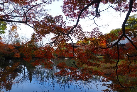 晩秋の紅葉とドウダンツツジ　　　長岳寺・九品寺・高天彦神社・馬見丘陵公園_c0303868_13504181.jpg