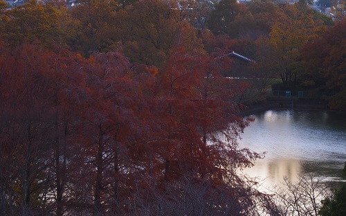 晩秋の紅葉とドウダンツツジ　　　長岳寺・九品寺・高天彦神社・馬見丘陵公園_c0303868_13574193.jpg