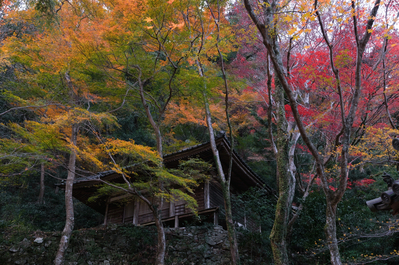 2023-11-30  かつらぎ町の丹生酒殿神社のイチョウと岸和田市の牛滝山 大威徳寺の晩秋_a0216227_22480828.gif