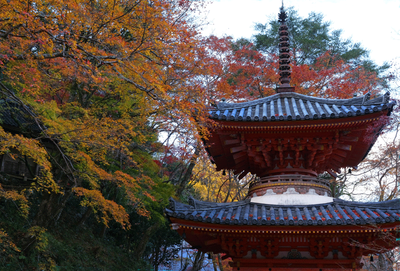 2023-11-30  かつらぎ町の丹生酒殿神社のイチョウと岸和田市の牛滝山 大威徳寺の晩秋_a0216227_22510151.gif