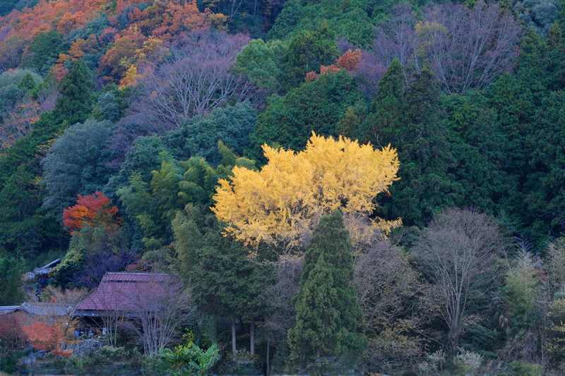 2023-11-30  かつらぎ町の丹生酒殿神社のイチョウと岸和田市の牛滝山 大威徳寺の晩秋_a0216227_23283626.gif