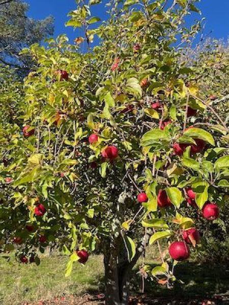 Sebastopol_Apple House_①_e0351091_03313962.jpeg