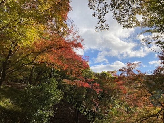 京都　三千院～～蓮華寺～～八瀬もみじの小径_d0082980_23125234.jpg