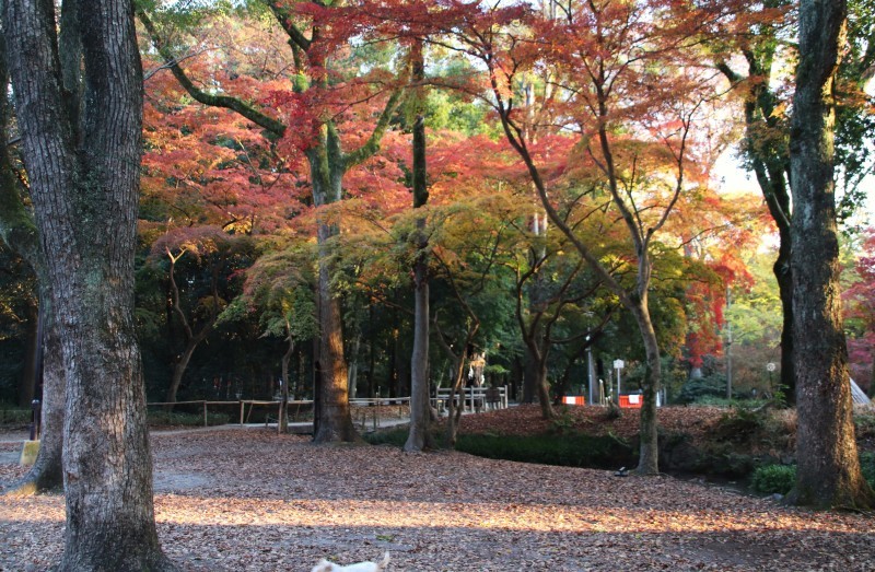 下鴨神社　遅い紅葉を見に行きました_e0048413_20554714.jpg