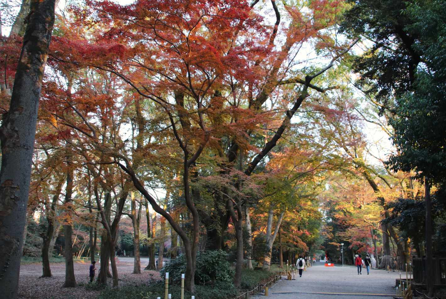 下鴨神社　遅い紅葉を見に行きました_e0048413_20555343.jpg