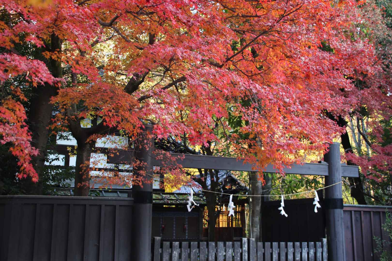下鴨神社　遅い紅葉を見に行きました_e0048413_20562105.jpg