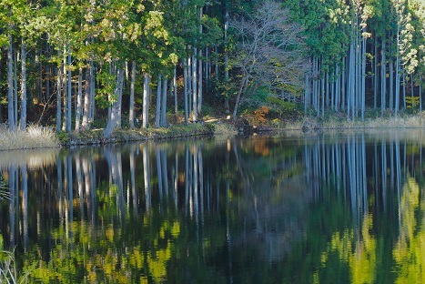 晩秋の紅葉と落葉・湖畔の映り込み　　壺阪寺・高取城・龍王ヶ淵_c0303868_08374668.jpg