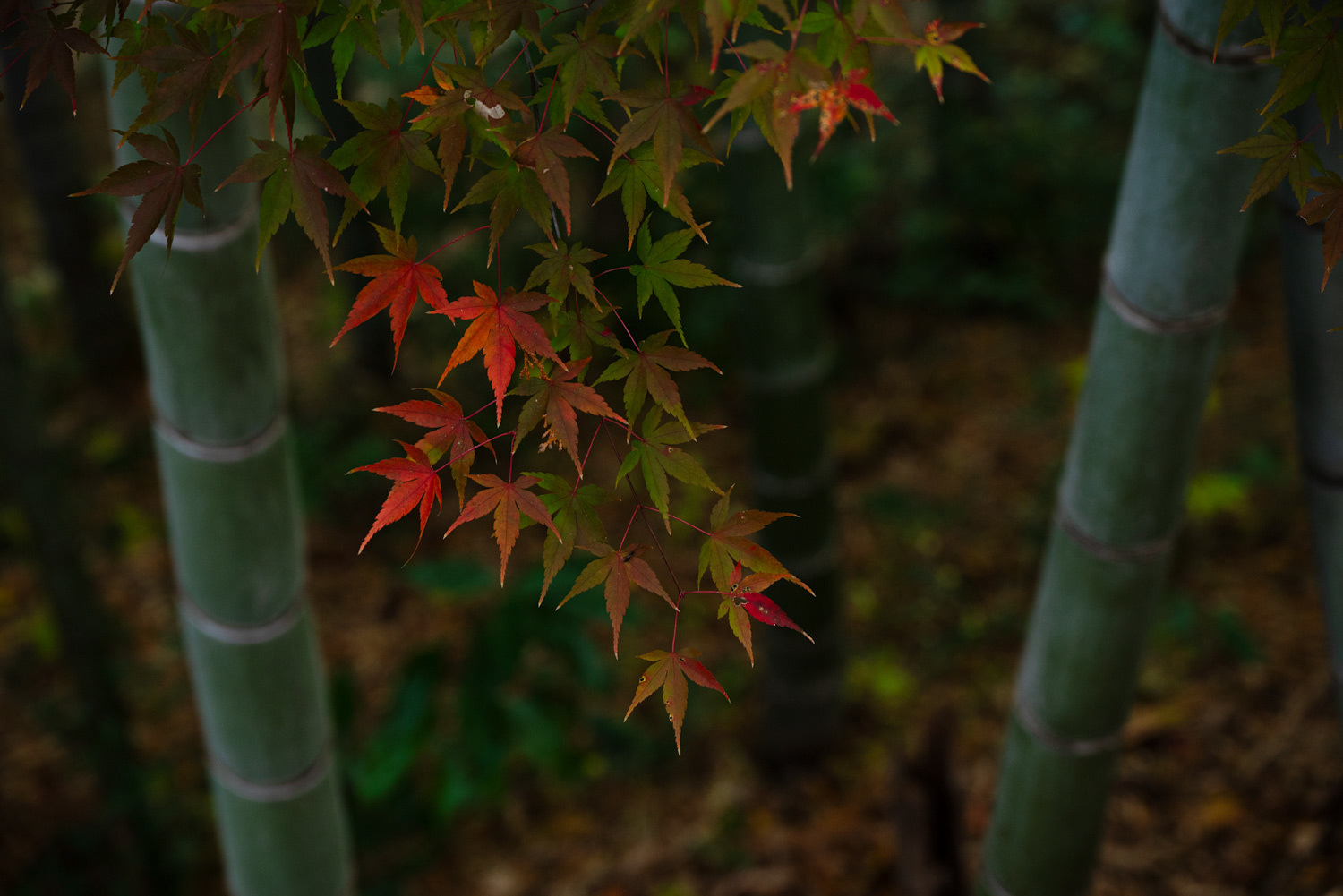 `紅葉 竹林_c0153969_15531015.jpg