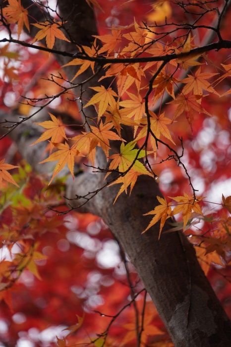 ♪今年の秋の紅葉・・♪_a0111395_22272858.jpg