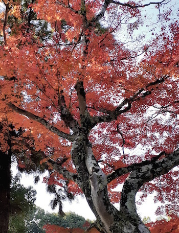 紅葉を愛でる_f0206605_14411422.jpg