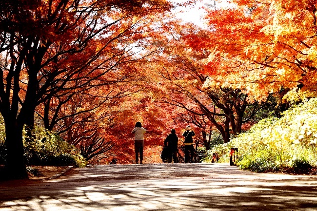 秋の終わりの森林植物園_b0328557_19242731.jpg