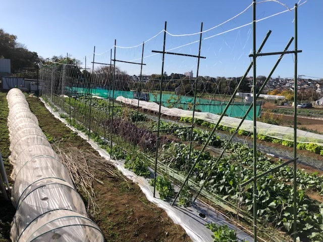 今朝はグリンピースの畝に櫓やネットを張り始めました　飯田と落合さんの２名作業です_c0222448_16514932.jpg