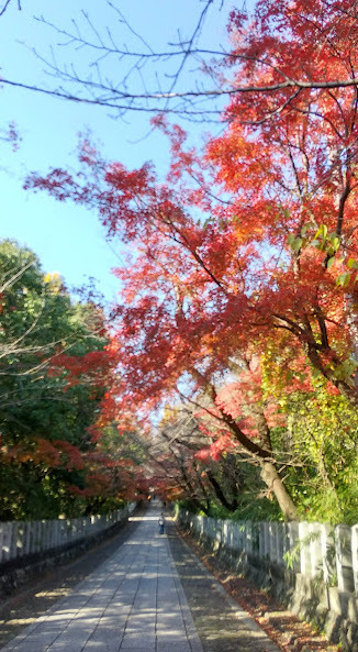 地元で楽しむ紅葉、あえて観光地ははずしてand　カワダクニコさん　「おうちくん」原画展_f0129557_15101360.jpg