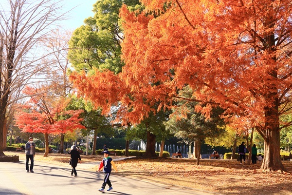 北浦和公園の黄葉と遊ぶ_c0229539_17445207.jpg