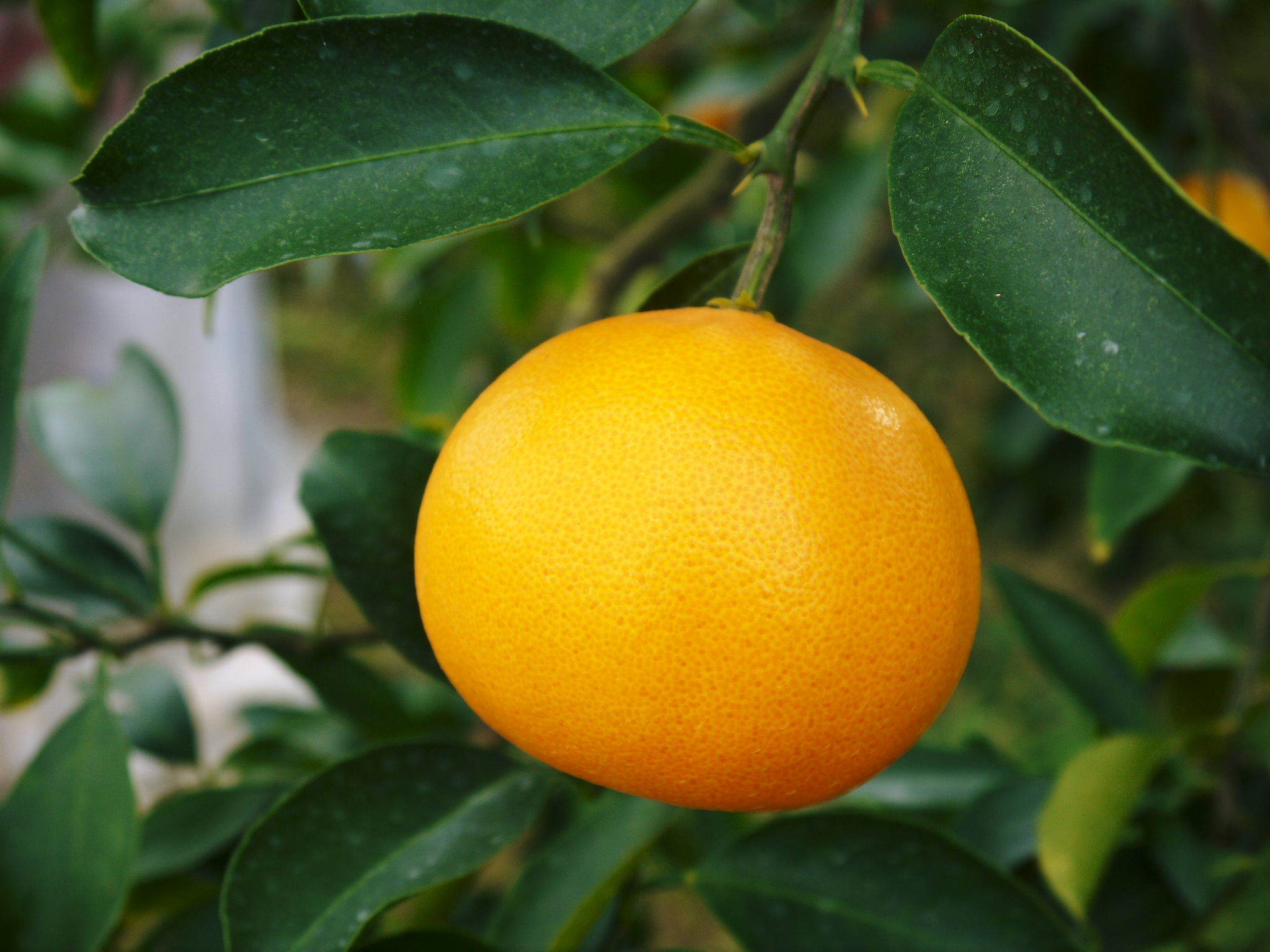究極の柑橘「せとか」今期も順調に成長中！しっかり寒さを感じさせたのでハウスにビニールを張りました！_a0254656_15314482.jpg