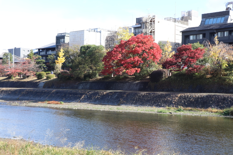 紅葉の京都④～鴨川～_b0424497_11591572.jpg