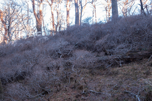 2度目の霧島山登山は最高峰の日本百名山を選択～2023年12月 韓国岳_d0372906_08032347.jpg