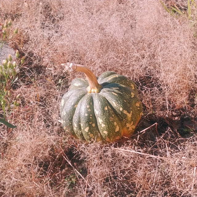 年末三大小噺（アートと運命と猫）_f0257756_17411977.jpg