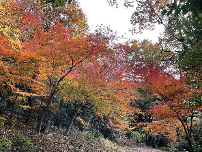 紅葉&黄葉&#127809;_e0353898_15381457.jpeg