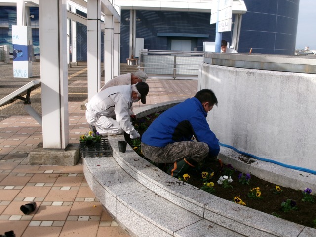 名古屋港水族館前花壇の植栽R5.12.11_d0338682_09101885.jpg