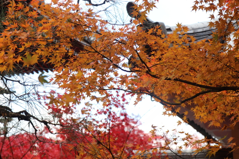 紅葉の京都⑨～永観堂～_b0424497_10374456.jpg