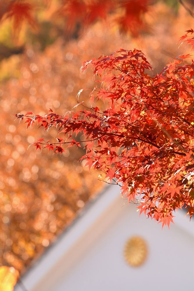 1丁目 三重県庁舎と煌めく紅葉_e0373930_19030006.jpg