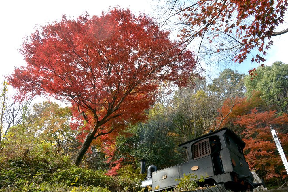 紅葉の中 蒸気機関車は走る_e0373930_19113371.jpg