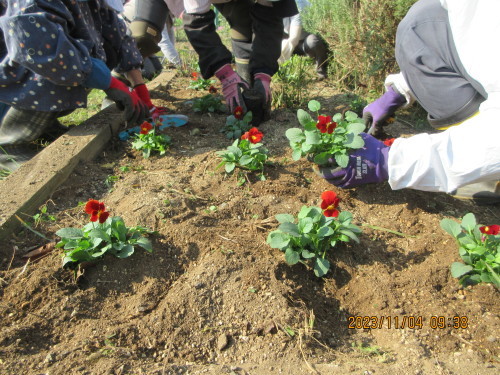 11月1回目定例会（市民花壇づくり体験会）_d0257693_11570574.jpg