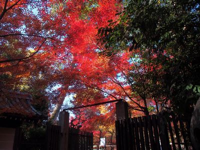 初冬の京都で紅葉狩りをしました（北野天満宮）_b0112263_16433525.jpg