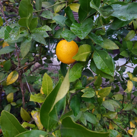レモンと柚木の収穫🎵_a0077071_14055603.jpg