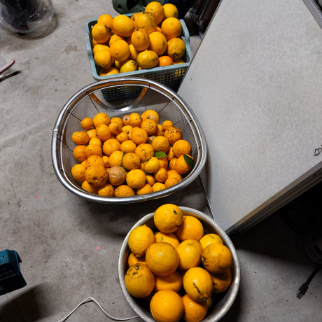 レモンと柚木の収穫🎵_a0077071_14062289.jpg
