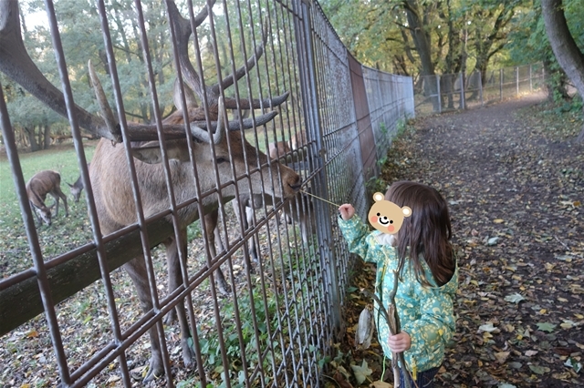 オパ宅で迎えた11歳の誕生日　～Geburtstagsfeiern mit Opa～_e0371304_23241119.jpg