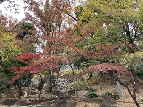 令和５年の季節の便り（秋の江戸川公園）_f0148563_22552463.jpg