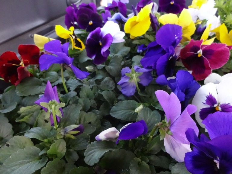 （公社）名古屋清港会さんに花鉢の販売を行いました！R5.12.25_d0338682_09234477.jpg