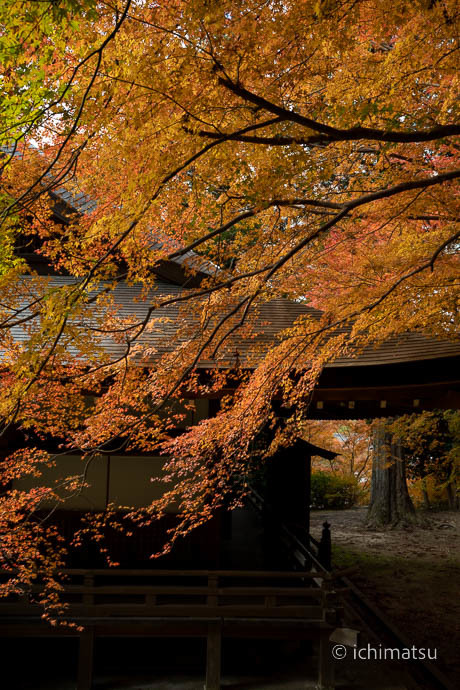 弘川寺 紅葉 2023_a0176855_09395695.jpg