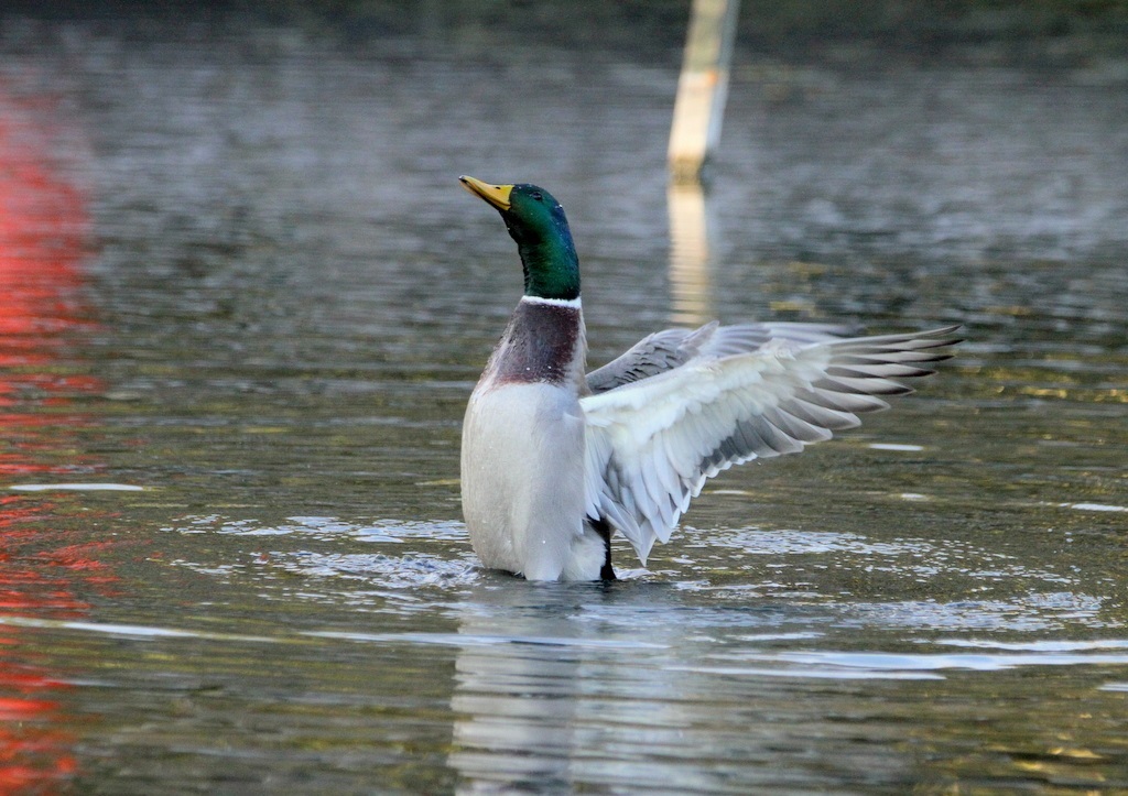 公園の野鳥 *** 2024/01/03_d0338028_12563842.jpg