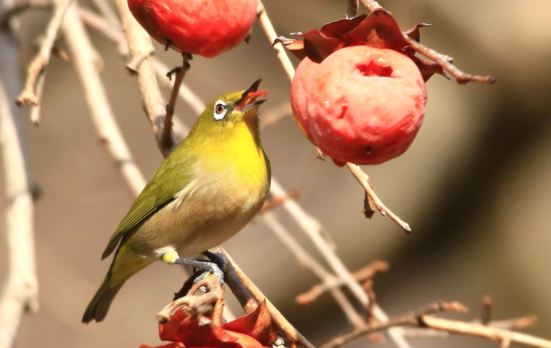 熟し柿に留鳥たち_f0364220_22191880.jpg