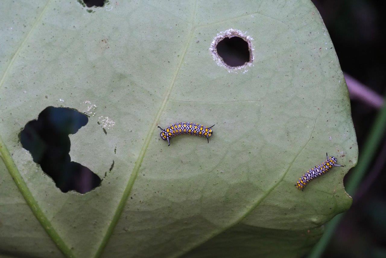 アサギマダラの幼虫の継続観察_e0224357_22551762.jpg