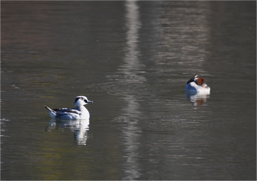 今年初めの鳥見です_f0088971_21390332.jpg