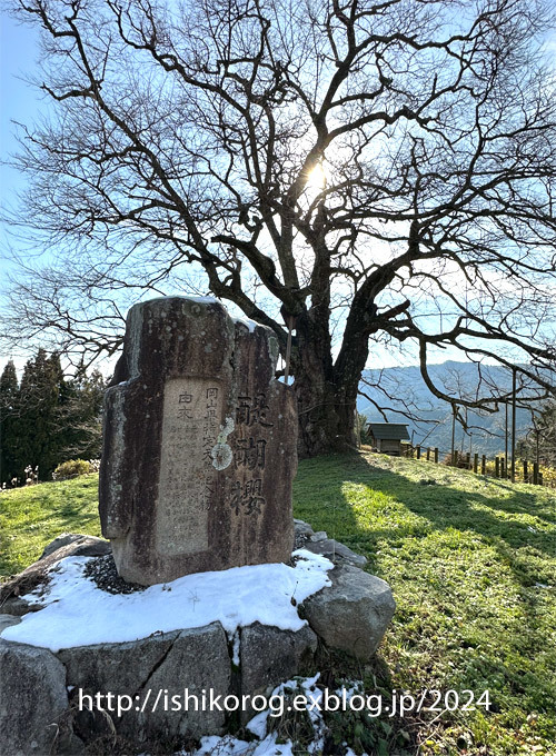 冬の醍醐桜_a0223379_21372868.jpg