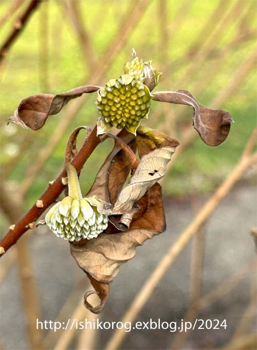 冬の醍醐桜_a0223379_21382822.jpg