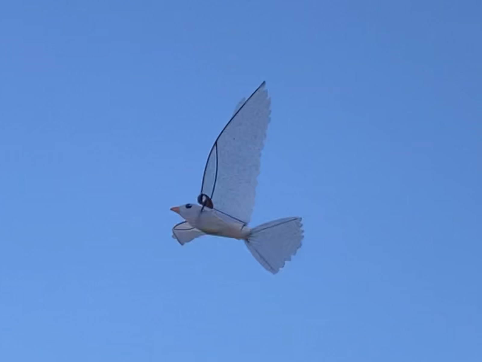 鳥型のラジコンの試験飛行_d0067943_15441170.jpg