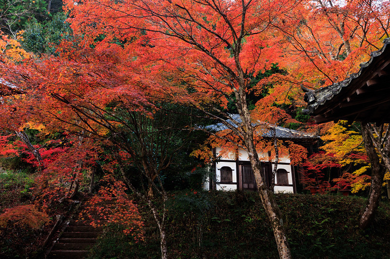2023紅葉輝く京都　和束・正法寺の彩り_f0155048_23252654.jpg