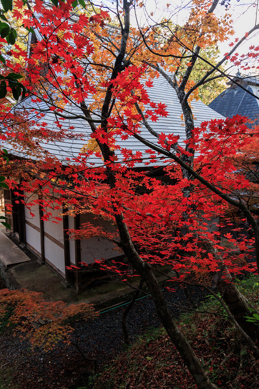 2023紅葉輝く京都　和束・正法寺の彩り_f0155048_23274570.jpg