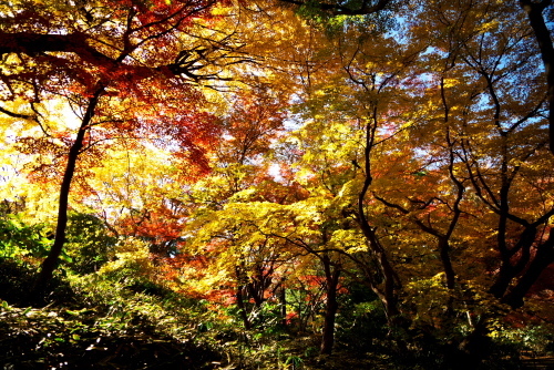 文京区　六義園の紅葉3_a0263109_07462119.jpg