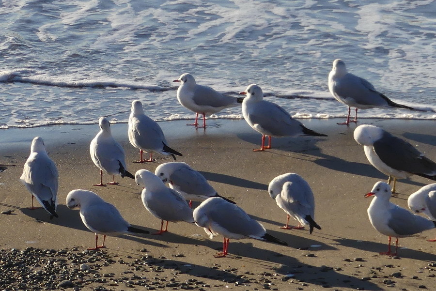 今　日　の　浜　辺　No.280_d0039021_18355879.jpg