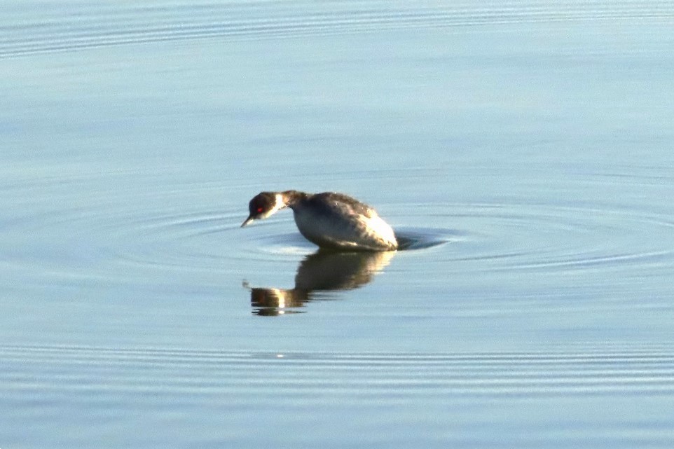 カイツブリの飛び込みの様子です。_b0236251_16452610.jpg